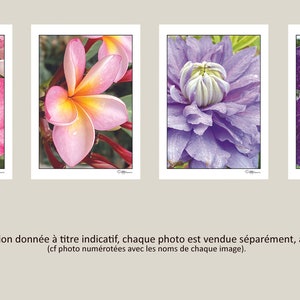 A4 poster flower photo "rainbow" for interior decoration
