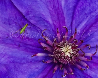 My Old Clematis Home-8x10 print