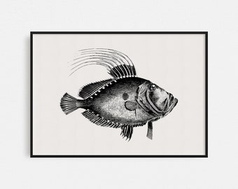 Nautical Fish Print / Vintage Fish Print / John Dory Print / John Dory Fish / Nautical Print / Vintage Nautical Fish Print / Fish Wall Art