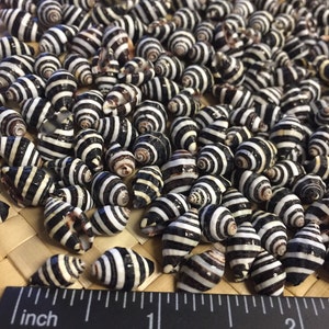 Bumble Bee shells Engina Mendicaria Lot of 25, 50, 100 image 2