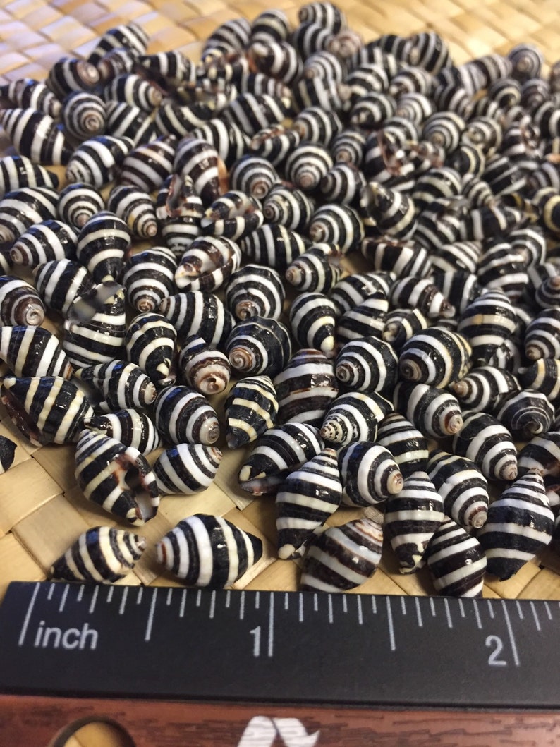 Bumble Bee shells Engina Mendicaria Lot of 25, 50, 100 image 2