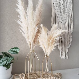 pampas caged stems