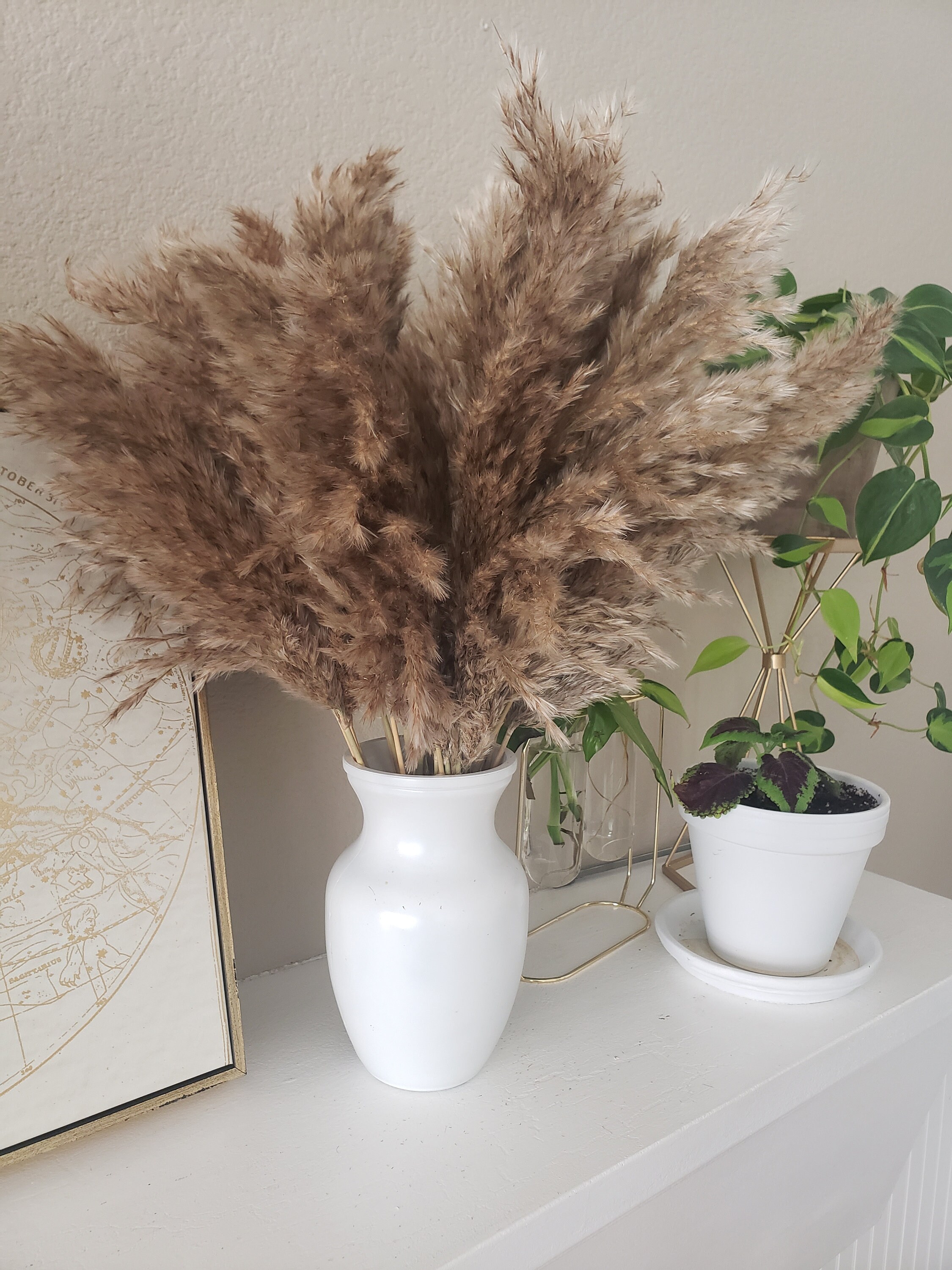 Golden Brown Pampas Grass stems 20 inches tall boho decor Etsy