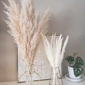 May include: Two gold metal geometric vases with dried pampas grass. The vase on the left has beige pampas grass and the vase on the right has white pampas grass. The vases are on a white surface.