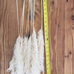 K&ouml;nnte beinhalten: Ein Bund aus 12 wei&szlig;en Pampasgras-Stielen mit braunen Stielen, gemessen mit einem gelben Ma&szlig;band, das bis zu 58 cm anzeigt.