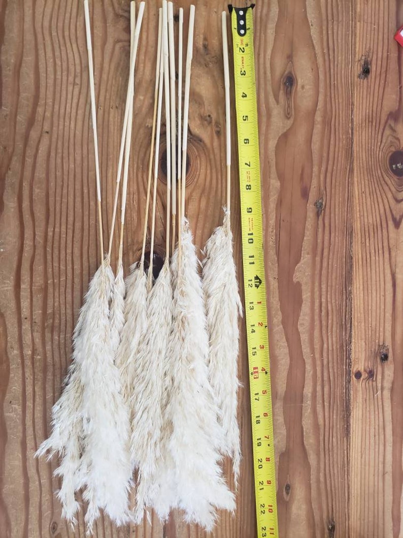 K&ouml;nnte beinhalten: Ein Bund aus 12 wei&szlig;en Pampasgras-Stielen mit braunen Stielen, gemessen mit einem gelben Ma&szlig;band, das bis zu 58 cm anzeigt.