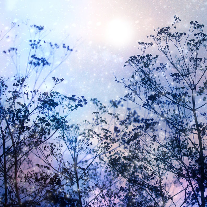 Home Decor. Nature photography Cow parsley Winter solstice Wall Art Snow Winter sky,Seed heads