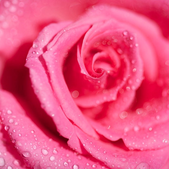 Nature Photography Rose Flower Pink Raindrops Romantic Etsy