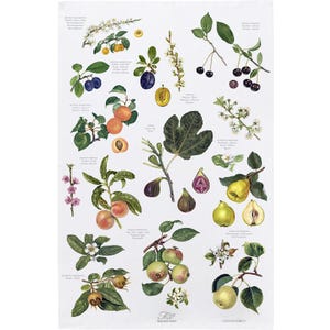Strofinaccio in cotone biologico - Frutta - ca. 48 x 76 cm