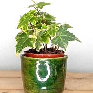May include: A small English ivy plant in a green ceramic pot. The ivy has green and yellow variegated leaves. The pot is a glossy, dark green colour and sits on a wooden surface. The background is a white wall.