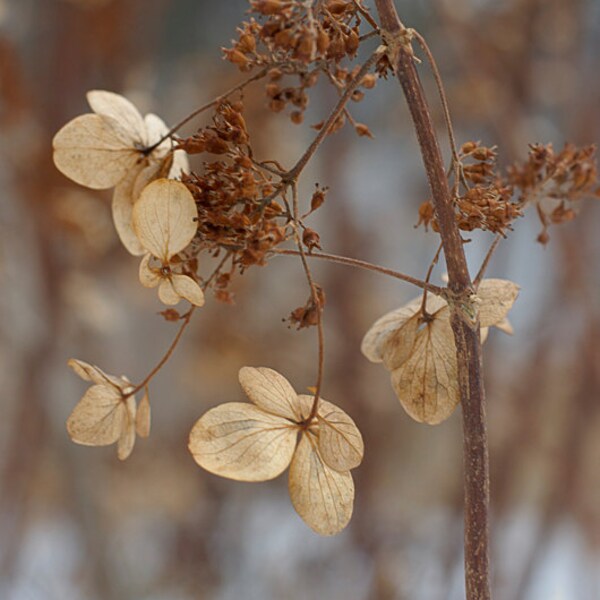 Dried Hydrangea Blossom Winter Landscape Photography, Dried Hydrangea Botanical Garden Photo, Blue Brown Hydrangea Winter Scene Photograph