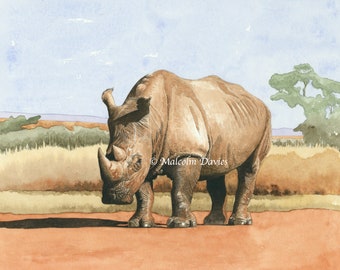 Limited Edition Print of a White Rhino from an original painting by Malcolm Davies.