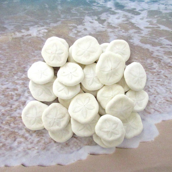 Small Sea Biscuits (30), Small Sand Dollars , Bulk Seashells, Craft Shells, Sea Shell Supplies, Sea Cookies, Wedding Shells, White Seashells