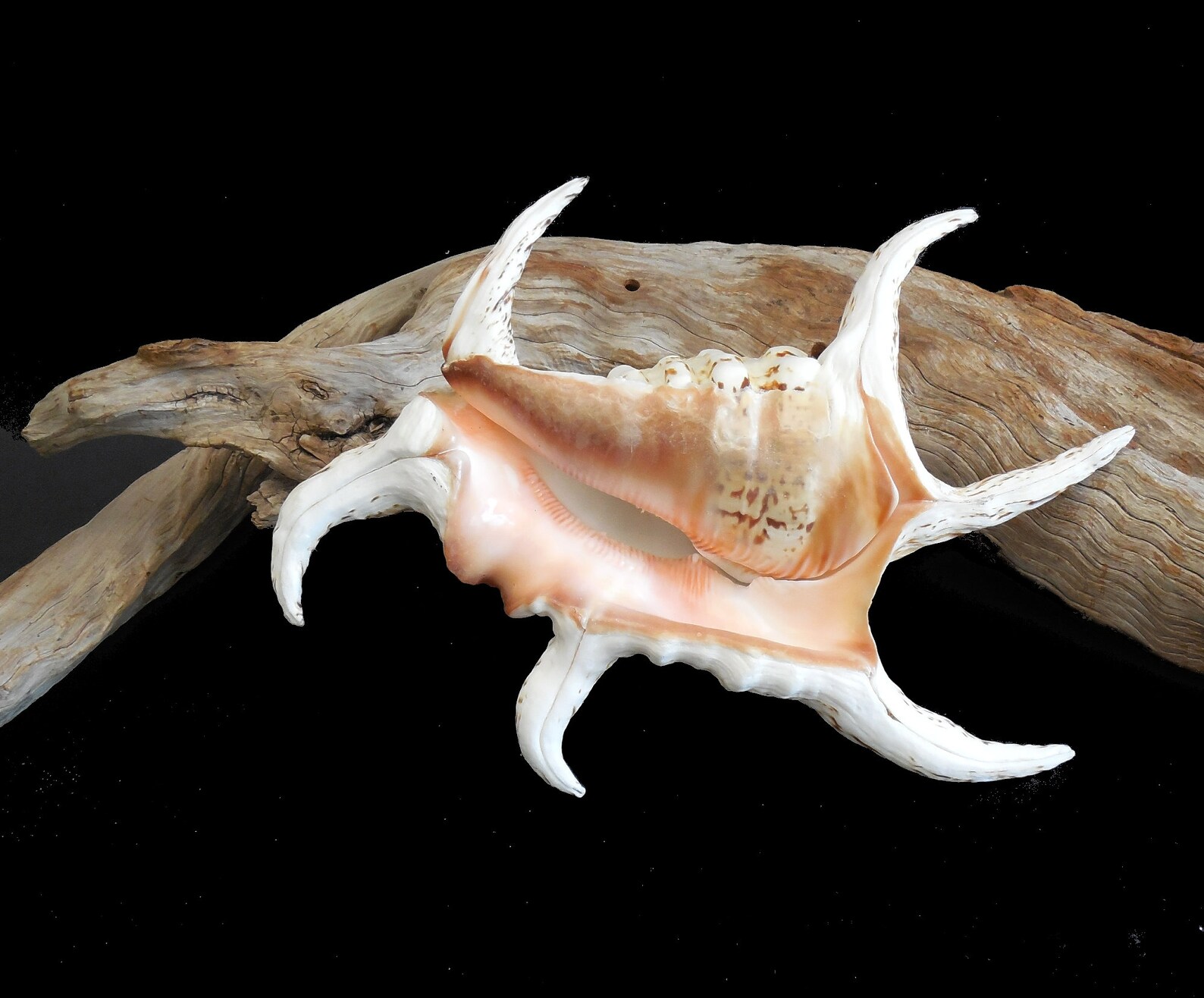 Spider Conch Shell Lambis Chiagra Spyder Seashell 8 in. Large | Etsy