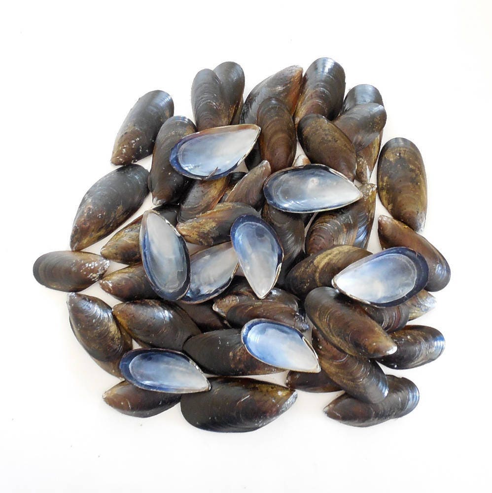 Mussel Shells 50 pcs 2 1/2 2 3/4 inches Bulk Mussel Shells Etsy
