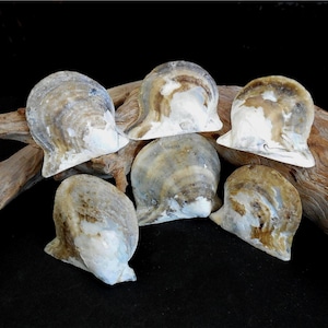 May include: Six natural oyster shells with a mix of white, tan, and brown hues. The shells have a unique, irregular shape and are arranged on a piece of driftwood against a black background. These shells are ideal for coastal decor or craft projects.