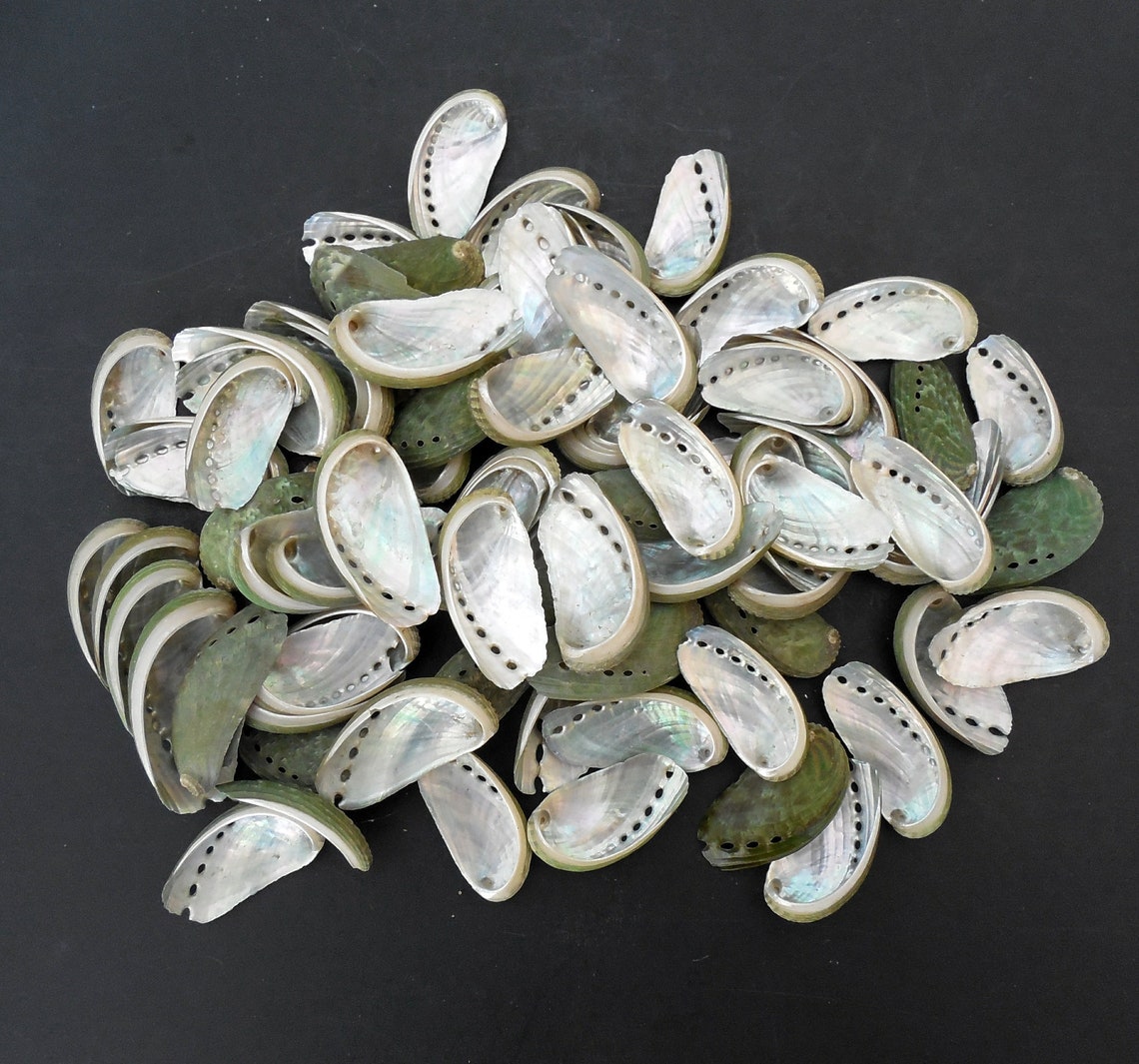 Wholesale Small Abalone Shells 1 1/4 1 3/4 in Bulk Baby Etsy