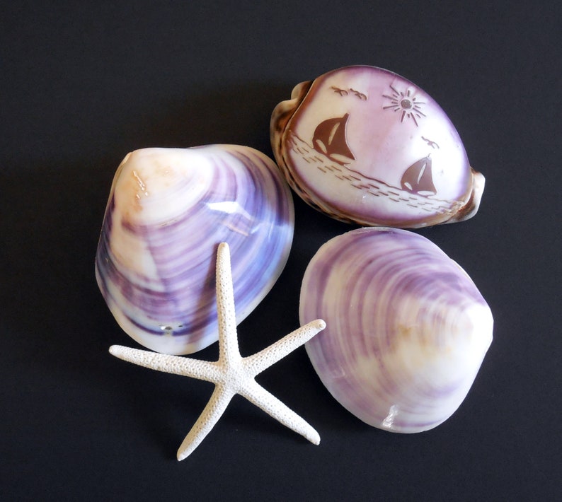 Large Purple Seashell 3 pcs Whole Purple Clams Carved Etsy