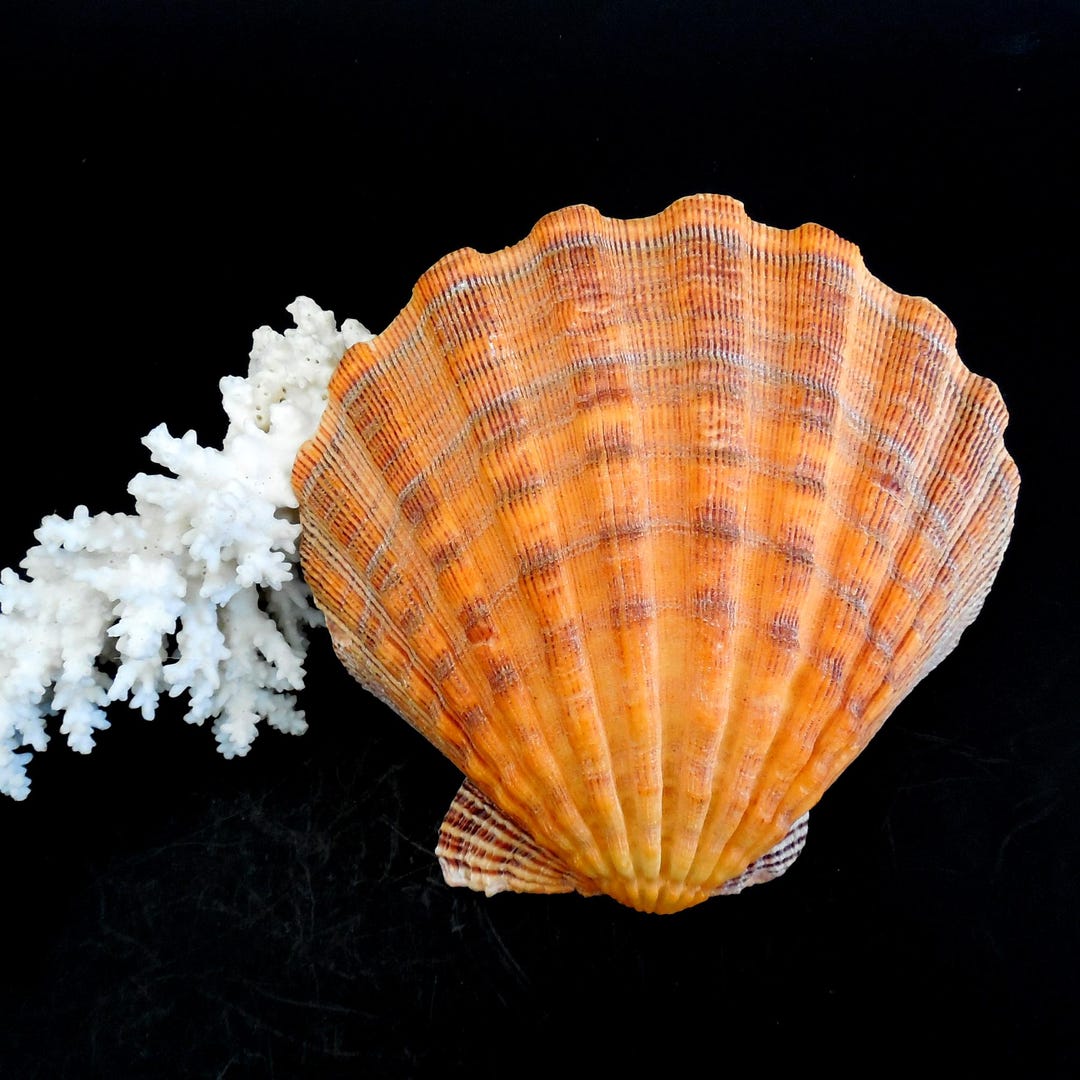 Orange Lion's Paw Shell 5 Inches Large Scallop Seashell - Etsy