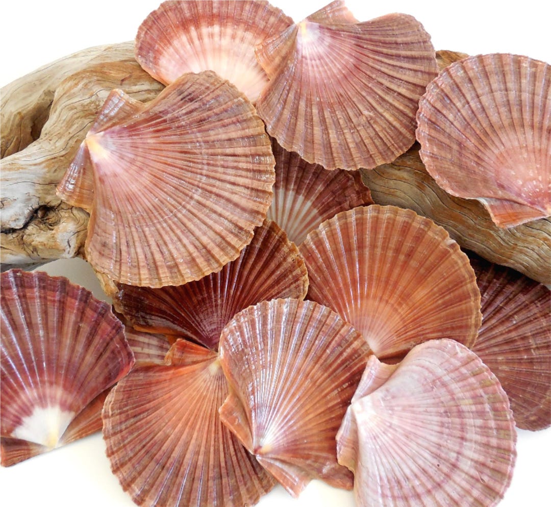 Mexican Flats Seashells 10 Pcs 3 - 3 1/2