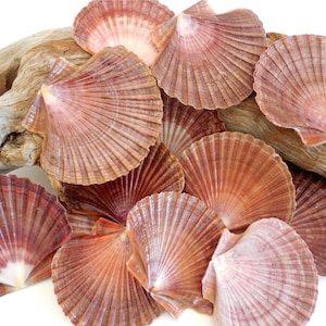 May include: A collection of scallop shells in shades of pink, peach, and brown, with a fan-like ribbed texture. The shells are arranged on a piece of driftwood, creating a natural and organic display. The shells vary in size and color.