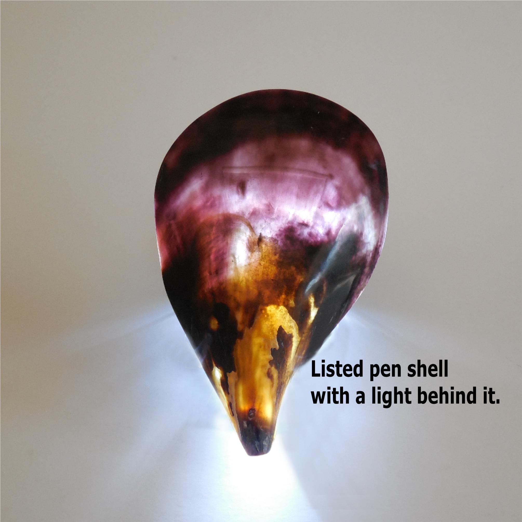 Delaware Pen Shell Large Polished Pen Shell Approx. 7