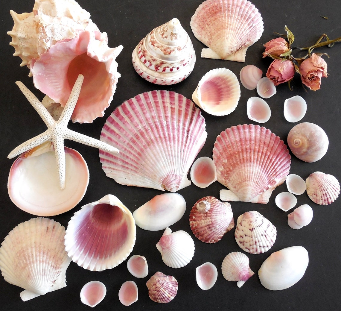 seashells by the seashore seashells by the seashore