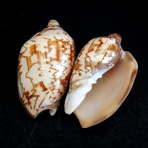 May include: Two seashells with a cream and brown pattern. One shell is open, revealing a light brown interior. The shells have a smooth, glossy texture and are set against a black background. The shells are a natural, decorative item.