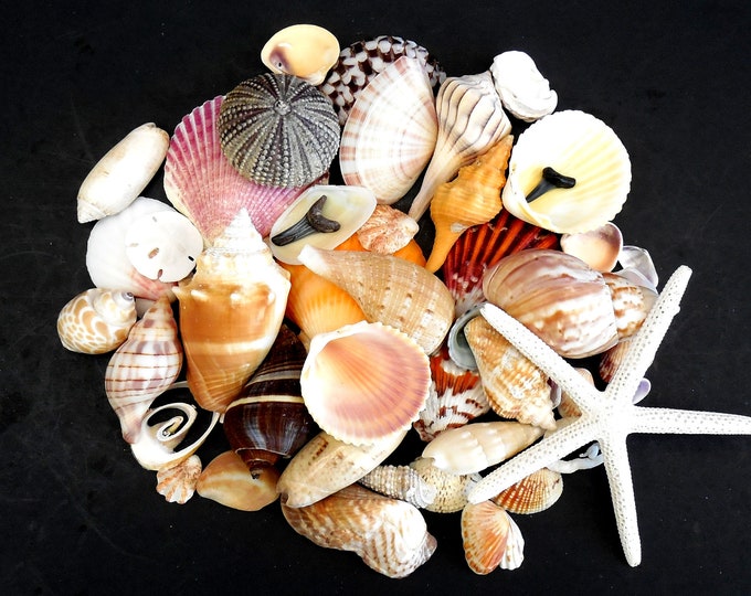 Florida Beach Shells 1/2 Pound Natural Seashell Mix for Coastal Crafts ...