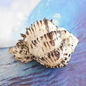 Large Black Striped Murex Seashell 5 3/4 inch 146.07 mm Hexaplex Nigritus Shell