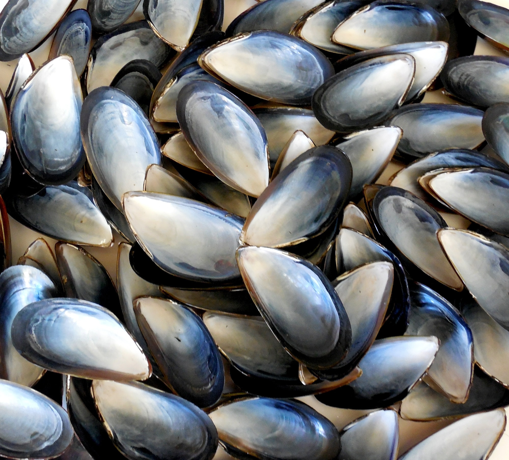 Mussel Shells 50 pcs 2 1/2 2 3/4 inches Bulk Mussel Shells Etsy