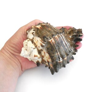 May include: A large, textured seashell with a mix of brown, white, and tan colors. The shell has a ridged surface and a spiky edge. The shell is held in a hand against a white background.