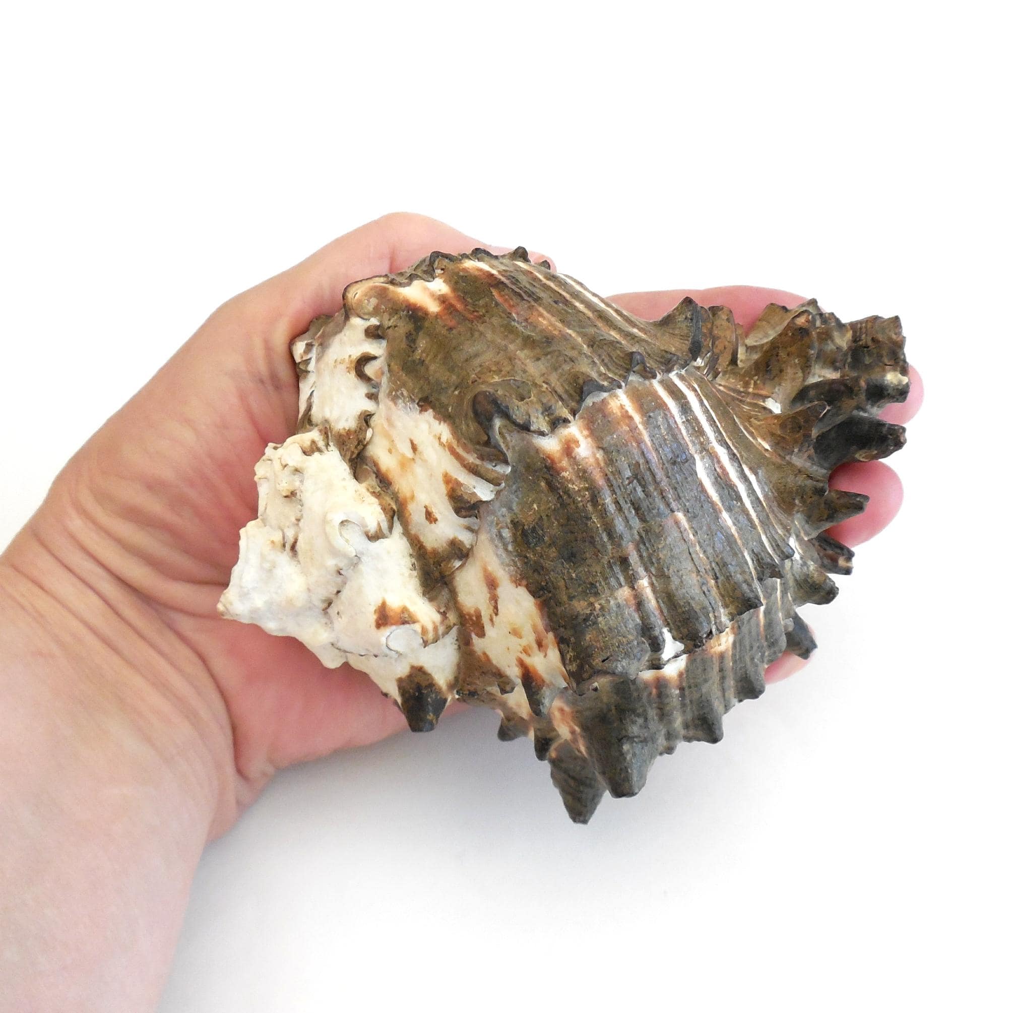 Coquillage sur socle 48 cm - Amadeus - Beaux-Arts et Loisirs