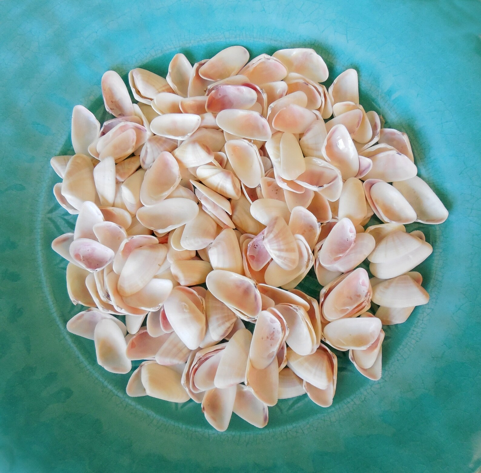 Coquina Shell Mix 200 pcs Small Medium 6/8 7/8 inch Pink Etsy