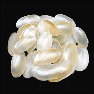 May include: A collection of oval-shaped, iridescent white mother-of-pearl shells. Each shell features a smooth, glossy interior surface with a pearlescent sheen, displaying subtle variations in cream and off-white tones across the cluster.
