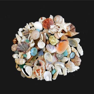 Small - Medium Mixed Shells Assorted Seashells Beach Wedding Decor Excel Cond.