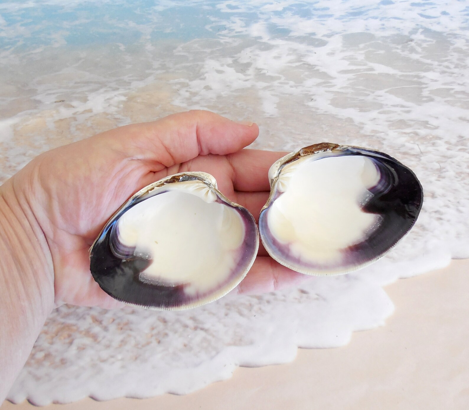 Large Purple Quahog Clam Shells 12 pcs 3 3 1/2 inch Bulk Etsy