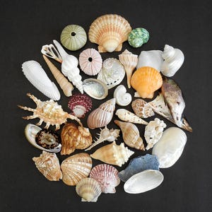 May include: A collection of various seashells in diverse shapes, sizes, and colors, including white, tan, brown, orange, and iridescent tones. The assortment features spiral shells, fan-shaped bivalves, spiky murex shells, and round sea urchin tests.