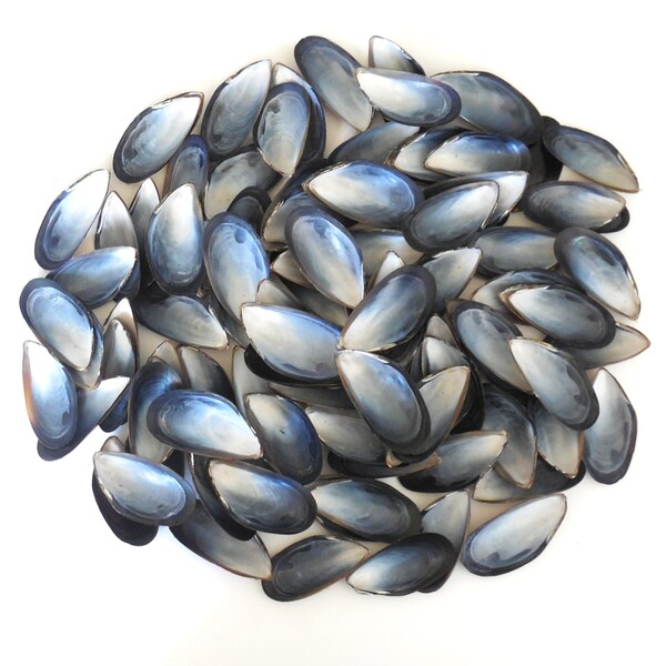 Mussel Shells 50 pcs 2 1/2 - 2 3/4 in. Bulk Mussel Shells , Wholesale Beach Wedding Sea Shells, Coastal Craft Supplies