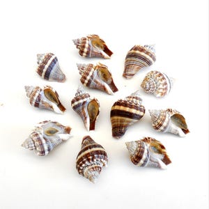 12 Small Florida King Crown Conch Shells Size with Operculum 1 1/8"- 1 3/8"
