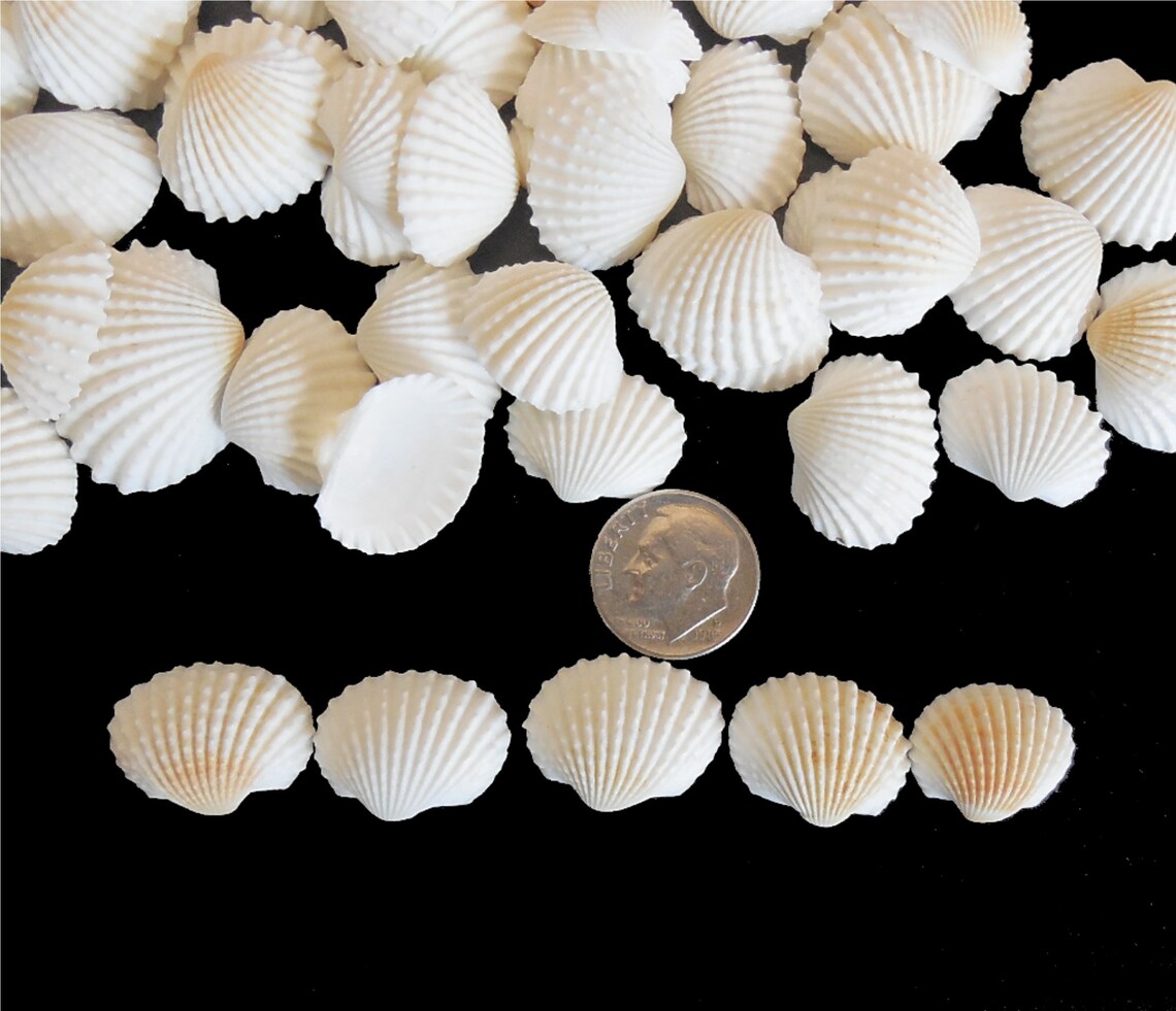 White Ark Shells (150 Pcs) Bulk Small Craft Seashells - Etsy
