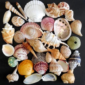 Large Seashell Mix - Collection of 35 pcs for Beach Decor, Crafts & Shell Lover's Gift