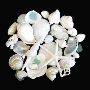 May include: A collection of various white seashells, sea glass, and a starfish arranged on a black background. The shells vary in size and shape, including spiral, fan, and rounded forms. Some shells have iridescent surfaces, and small pieces of sea glass add a touch of color.