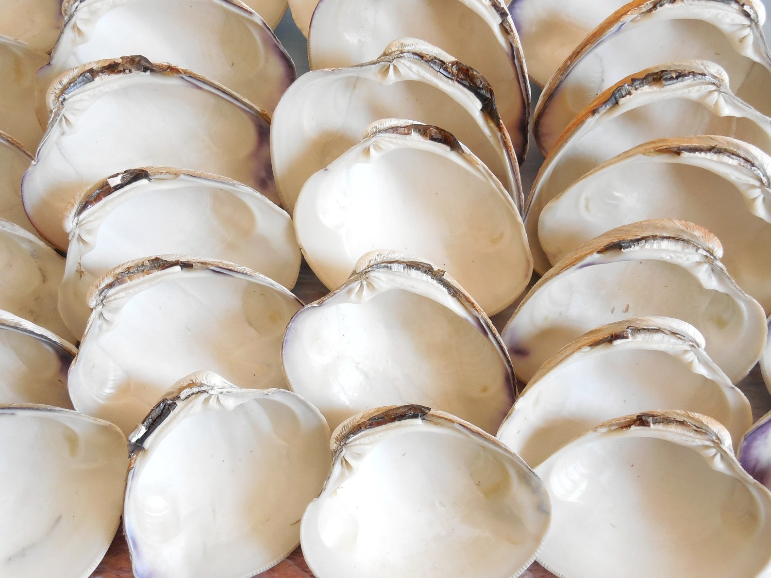 Medium Quahog Clam Shells 5 Pcs 2 1/2 2 3/4 Inches White - Etsy