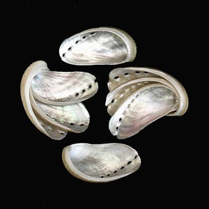 May include: Five iridescent abalone shells arranged on a black background. The shells display a pearlescent sheen with shades of silver, pink, and green. Each shell has a series of small, dark holes along its edge, and the shells are in various states of openness.