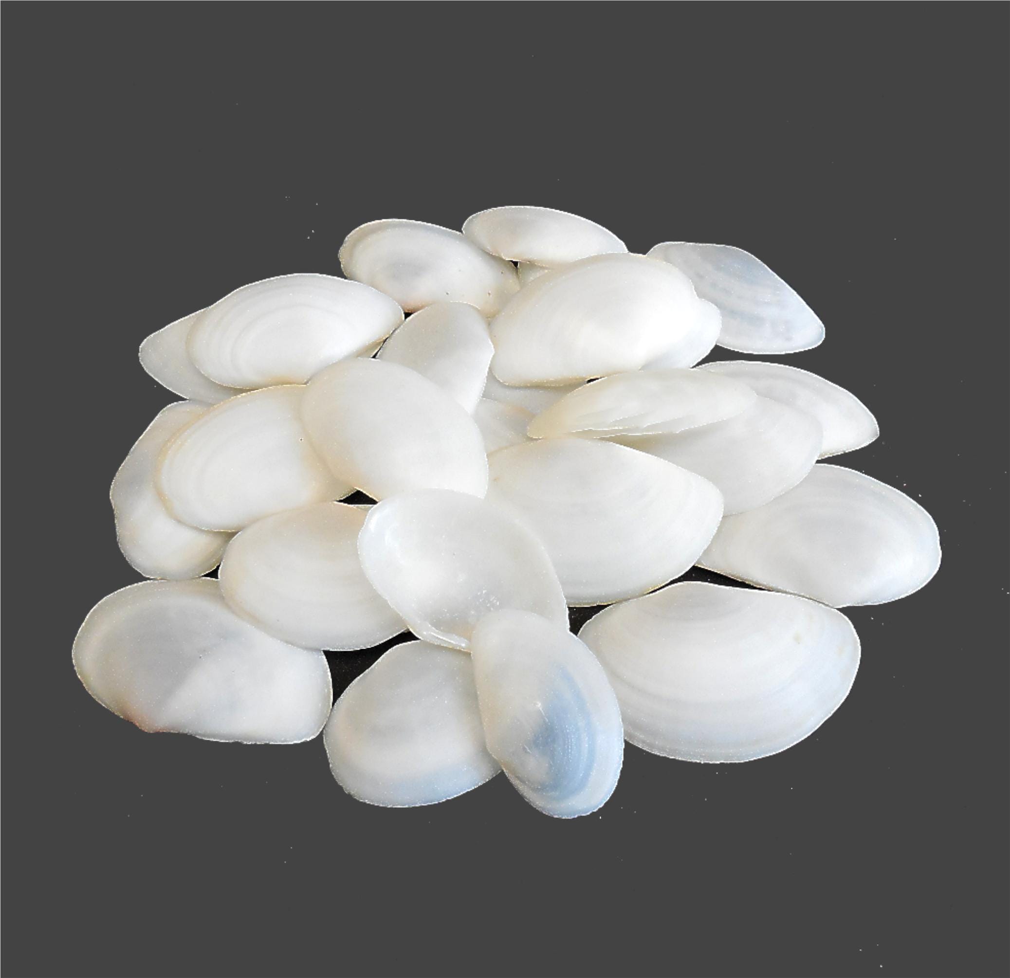 Rose Tellin Shell White Rose Petal Tellin Shells for Seashell Crafts & Beach Home Decor ...