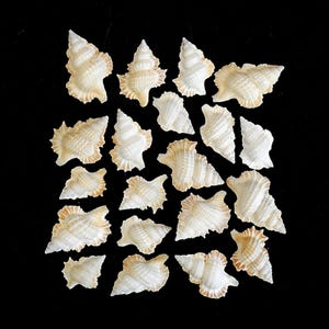 May include: An assortment of small, cream-colored seashells with spiral and ridged textures. The shells have light brown accents and are arranged against a black background. These decorative shells are ideal for crafts and coastal decor.