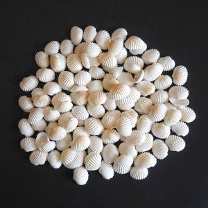 May include: A collection of small, white seashells with a ribbed texture, arranged on a black surface. The shells vary in size and shape, creating a natural, organic pattern. The shells are a creamy white color.