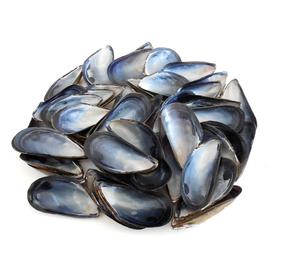 Wholesale Mussel Shells 25 pcs 2 1/4 2 3/4 Bulk Mussel Etsy