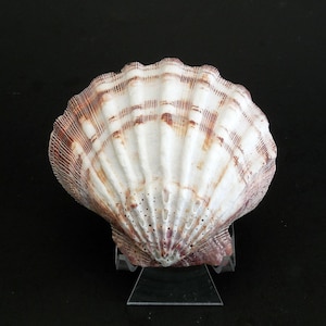 Large Lion's Paw Shell 5 1/2" Brown White Scallop Seashell